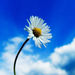 Susanna  Wallace Obituary Photo