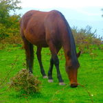 San Fratello Horse in Nebrodi Mountains, Sicily