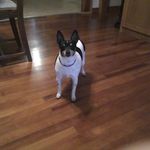 We would like you to meet our OTHER Brother..... This was Dad's dog Cricket