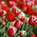 Opal Spence Deaton Obituary Photo