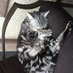 Dad's grandkitty, Prancer.