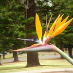 Bird of Paradise