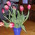 Spring flowers Spring flowers
