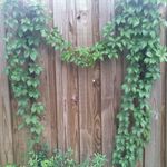 Virginia Creeper vine that just grew into a heart on my fence.