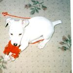 As a puppy