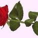 Josephine S. Frongillo Obituary Photo