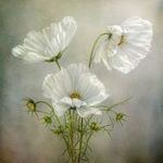 Lillian Schoetzow