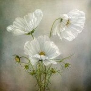 Lillian Schoetzow