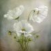 Lillian Schoetzow
