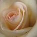 Cynthia I. Willis Obituary Photo