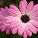 Jewel Lowe Obituary Photo