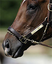 Barbaro