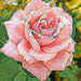 Ruby Leonard Dixon Obituary Photo