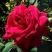 Estelle Ruby Latner Obituary Photo