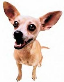 Gidget the Chihuahua