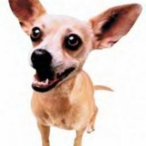Gidget the Chihuahua