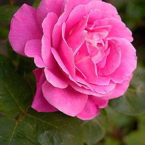 elizabeth cooper obituary marlborough ma elizabeth cooper