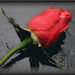 Maria Munoz Obituary Photo