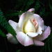 Elizabeth Mary Roberts Obituary Photo