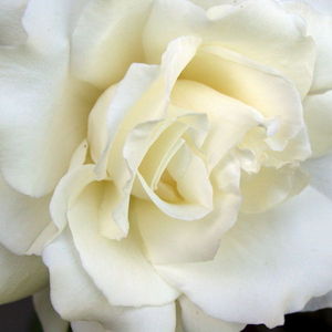 Hortense Raworth