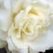 Charlotte  Walker Shaw Obituary Photo