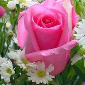 Dorothy J. Crawford Willis