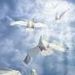 Joseph Paul Zavardino Obituary Photo