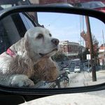 She loved to ride in the car, her long ears flapping in the wind.