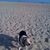 My girl Bailey at the beach.