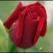 Marguerite Carr Obituary Photo