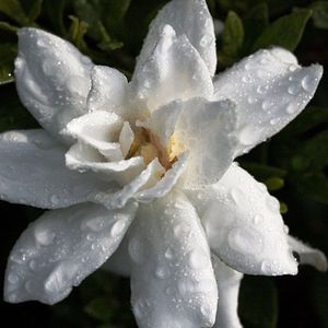 Annetta M. Merlino