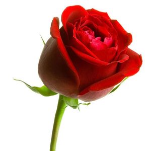 Felicita Yambo