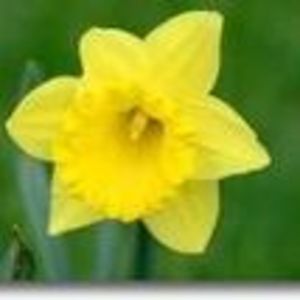 Mildred Troutman Credle