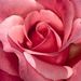 Shirley J. Skidmore Obituary Photo