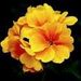 Julia Morales Obituary Photo