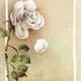 Emma D. Chrobak Obituary Photo