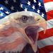 Frederick T. Bachmann Obituary Photo