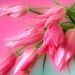 Marjorie R. Kopp Obituary Photo