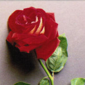 Joan Anne Sullivan