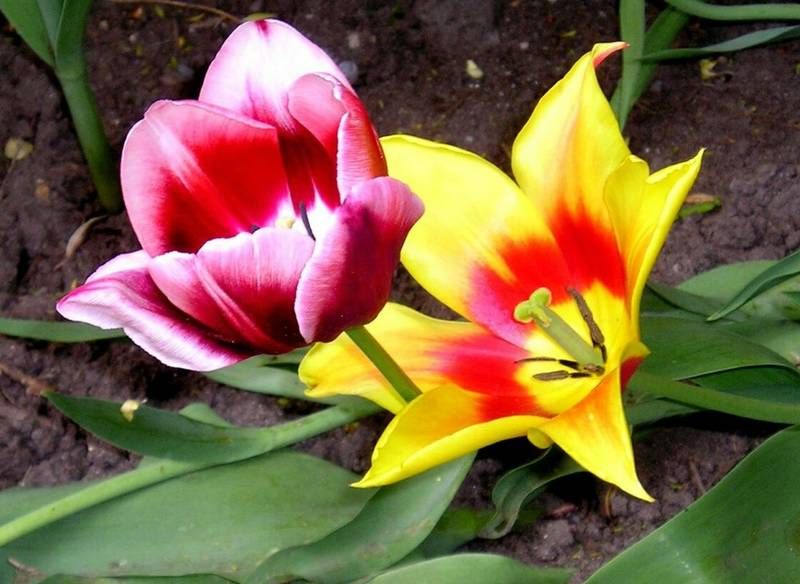 Record image of Aida Iris Lopez