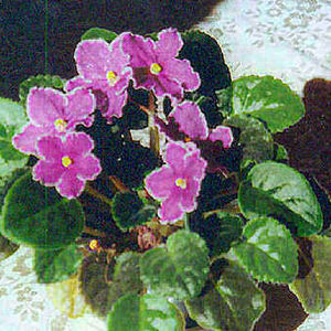Colleen Anna Lempkie