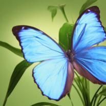 Barbara Dawn Schapira