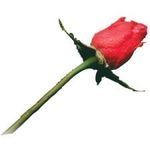 Elizabeth Murphy Gudmundson