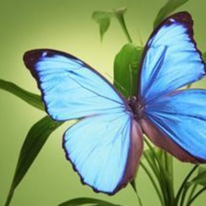 Cynthia Rye Mitchell