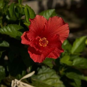 Opal May Douglas